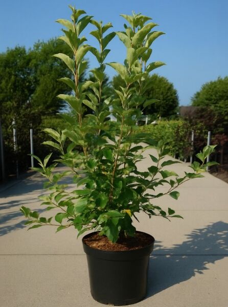 Malus 'Evereste' / Zierapfel 'Evereste' 125-150 cm C15 im schwarzen Topf mit aufrechten Trieben und grünem Laub