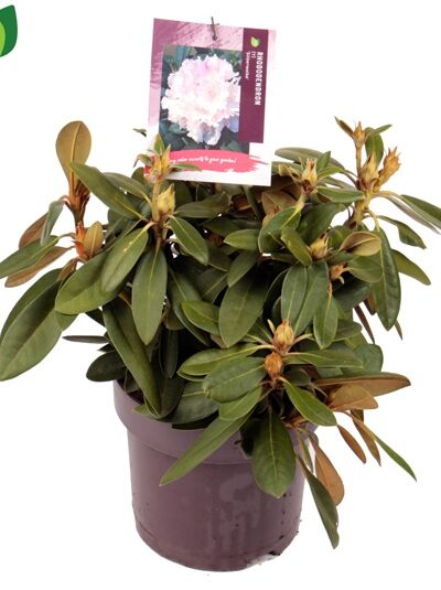 Rhododendron 'Silberwolke' / Rhododendron yakushimanum 'Silberwolke'