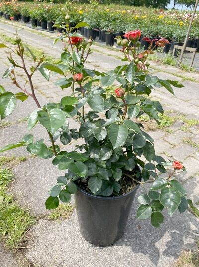 Rosa 'Orangerie' ®, Beetrose 'Orangerie' ® C5 im Topf mit orangefarbenen Blütenknospen und glänzendem grünem Laub