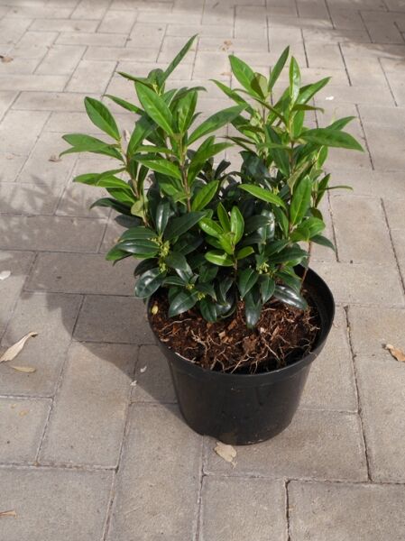 Himalaya-Schleimbeere / Fleischbeere / Sarcococca hookeriana humilis