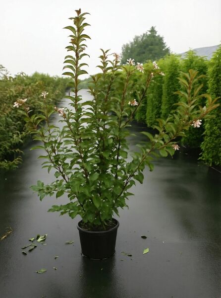 Winter-Schneeball Viburnum bodnantense 'Charles Lamont' 125-150 cm C12, Strauch im Container mit grünem Laub und Blütenansätzen
