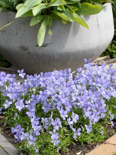 Garten-Horn-Veilchen 'Boughton Blue' / Garten-Horn-Veilchen 'Boughton Blue'