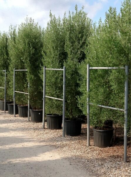 Olea europaea 'Cipressino' / Cipressino-Olive 'Cipressino', 250-300 cm, C150, hohe Pflanzen im Topf in Reihe aufgestellt