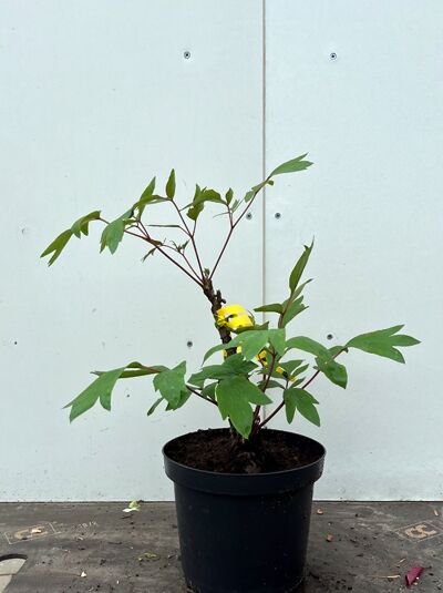 Strauch Pfingstrose 'Shichifukujin' / Strauch Pfingstrose 'Shichifukujin'