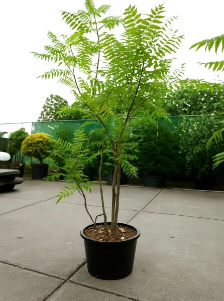 Rhus typhina 'Dissecta' (Farnwedel-Sumach) 150-175 cm C50, mehrstämmige Jungpflanze im Container mit fiedrigem Laub
