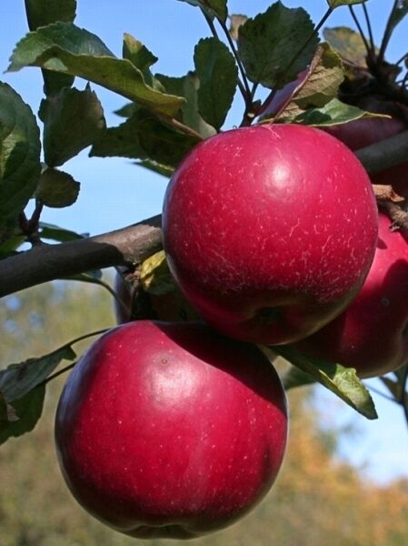 Apfel 'Idared' / Malus domestica 'Idared'
