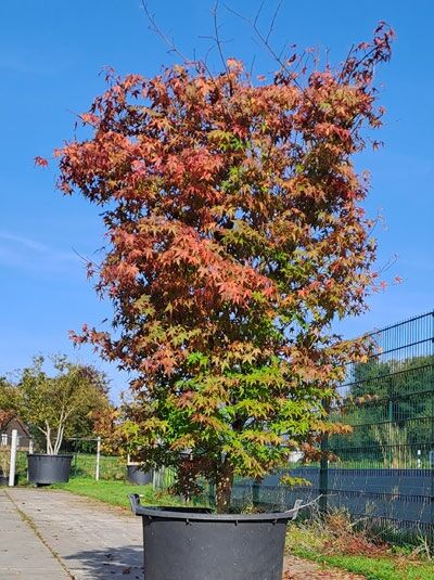 Fächer-Ahorn / Japanischer Ahorn 225-250 cm / Acer palmatum (719616)