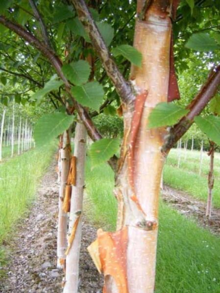 Kupfer-Birke 'Fascination' / Chinesische Birke 'Fascination' / Betula albosinensis 'Fascination'