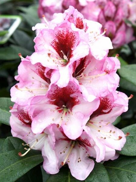 Rhododendron Hybride 'Cassata' / Rhododendron 'Cassata'
