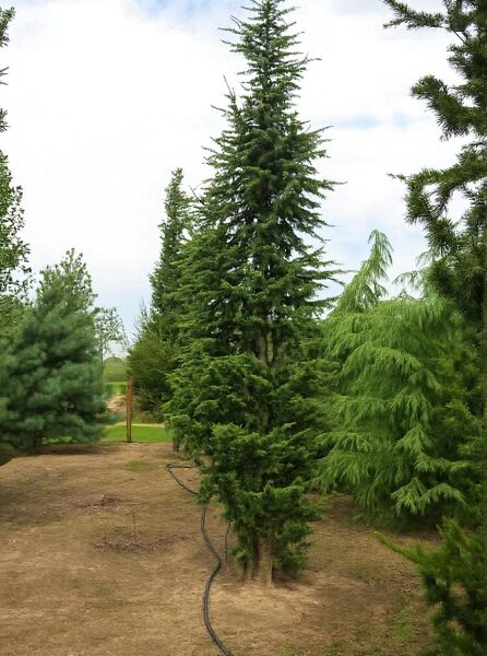 Säulen-Libanon-Zeder (Cedrus libani 'Fastigiata') 450-500 cm, hoher schmaler Nadelbaum mit aufrechtem Wuchs und grünem Nadelkleid.