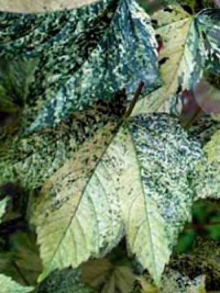 Berg-Ahorn 'Nizetii' / Acer pseudoplatanus 'Nizetii'