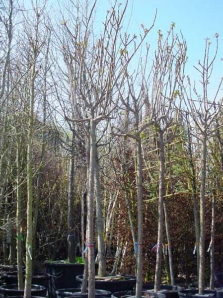 Essigbaum / Hirschkolben-Sumach / Essigbaum / Hirschkolben-Sumach