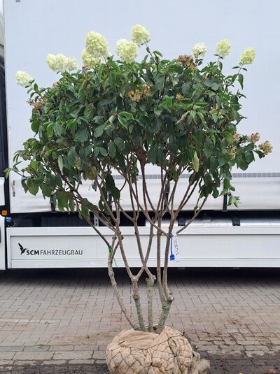 Rispen-Hortensie &#039;Polar Bear ®&#039; &#039;Schirmform&#039; 140-160 cm / Hydrangea paniculata &#039;Polar Bear ®&#039; (1567261)