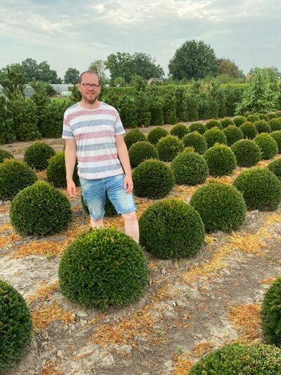 Taxus baccata 'Kugel' / Heimische Eibe 'Kugel' als kugelförmig geschnittener Immergrün-Strauch im Baumschulfeld 60–70 cm m. Db.