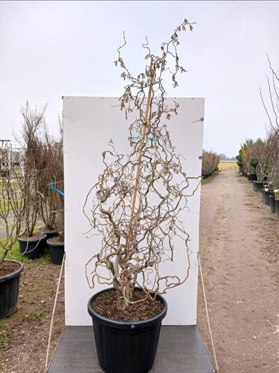 Korkenzieher-Hasel 'Contorta' / Corylus avellana 'Contorta'
