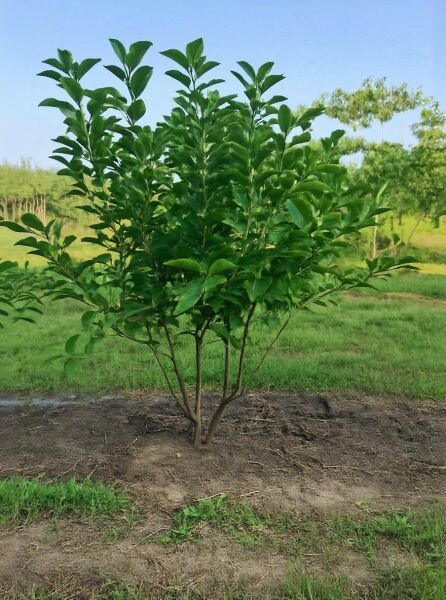 Magnolia soulangiana / Tulpen-Magnolie 175-200 cm m. Db., mehrstämmig, junger Baum mit dichtem grünen Laub im Freiland.