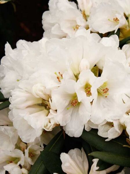 Rhododendron yakushimanum 'Senator H. Jackson' / Rhododendron 'Senator H. Jackson' mit weißen Blüten und dunkelgrünem Laub