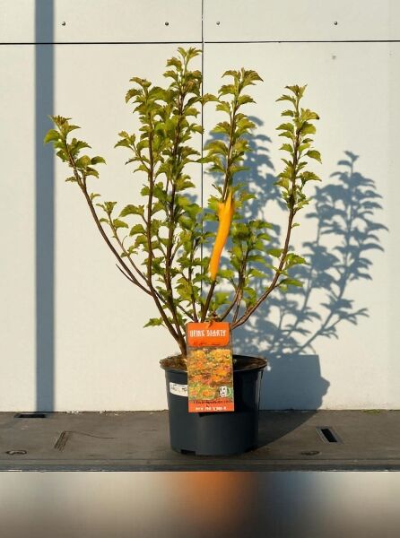 Physocarpus opulifolius 'Amber Jubilee®' / Blasenspiere, mehrtriebiger Strauch im Topf, 60–80 cm, C5