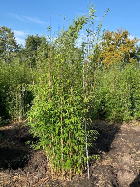 Bambus 'Violet Woods' ® / Bambus 'Violet Woods' ®