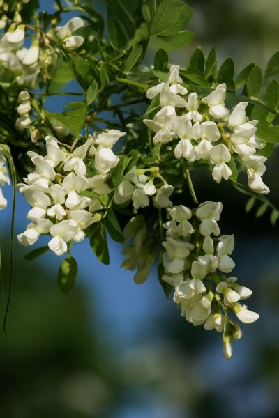 Robinie 'Appalachia' / Scheinakazie 'Appalachia' / Robinie 'Appalachia' / Scheinakazie 'Appalachia'