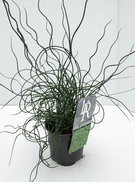 Flatter-Binse (Juncus effusus 'Spiralis') im Topf C1, Korkenzieherbinse mit gedrehten, grünen Trieben.