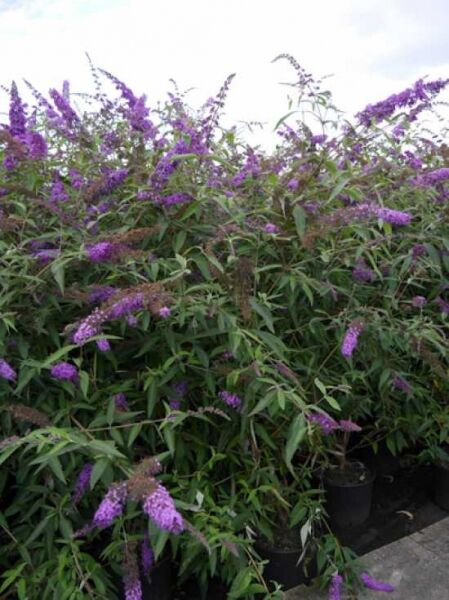 Schmetterlingsflieder Buddleja davidii 'Ile de France' 175-200 cm C20, buschiger Strauch mit violetten Blütenrispen im Topf