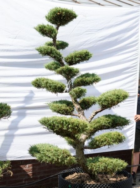 Garten-Bonsai (623) / Juniperus media 'Hetzii' H: 230 cm B: 120 cm