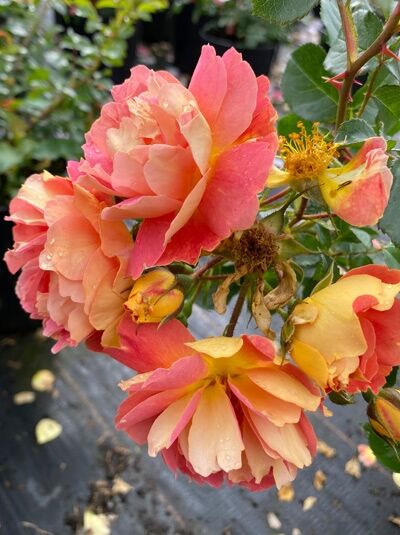 Bodendeckerrose Rosa 'Bienenweide ® mango' mit gefüllten, apricot-rosa Blüten und Knospen am Trieb, nah aufgenommen.