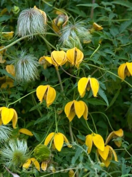 Gold-Waldrebe 'Bill Mackenzie' / Clematis tangutica 'Bill Mackenzie'