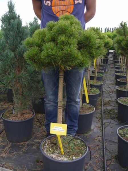 Pinus mugo 'Carsten's Wintergold' / Zwerg-Kiefer 'Carsten's Wintergold' 60 cm Stamm im Container C20, kugelige Krone, grüne Nadeln