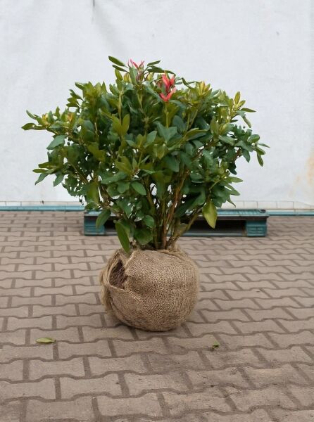Rhododendron Hybride 'Cunningham's White' (Rhododendron 'Cunningham's White'), Solitär 60-70 cm Breite, mit Ballen.
