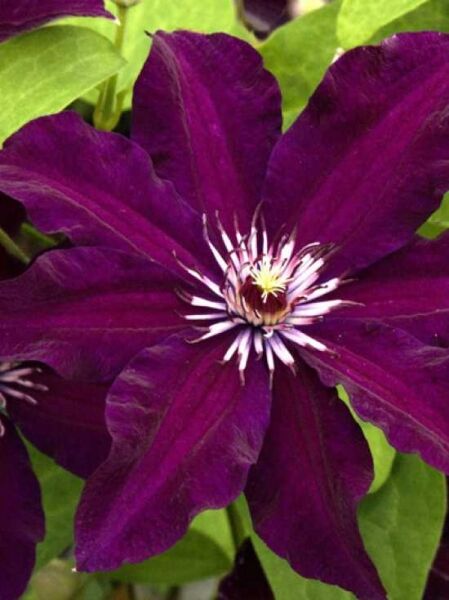 Clematis Hybride 'Stasik' / Waldrebe 'Stasik'