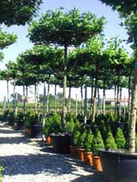 Amberbaum 'Worplesdon' 'Dachform/Dachspalier' / Liquidambar styraciflua 'Worplesdon' 'Dachform/Dachspalier'