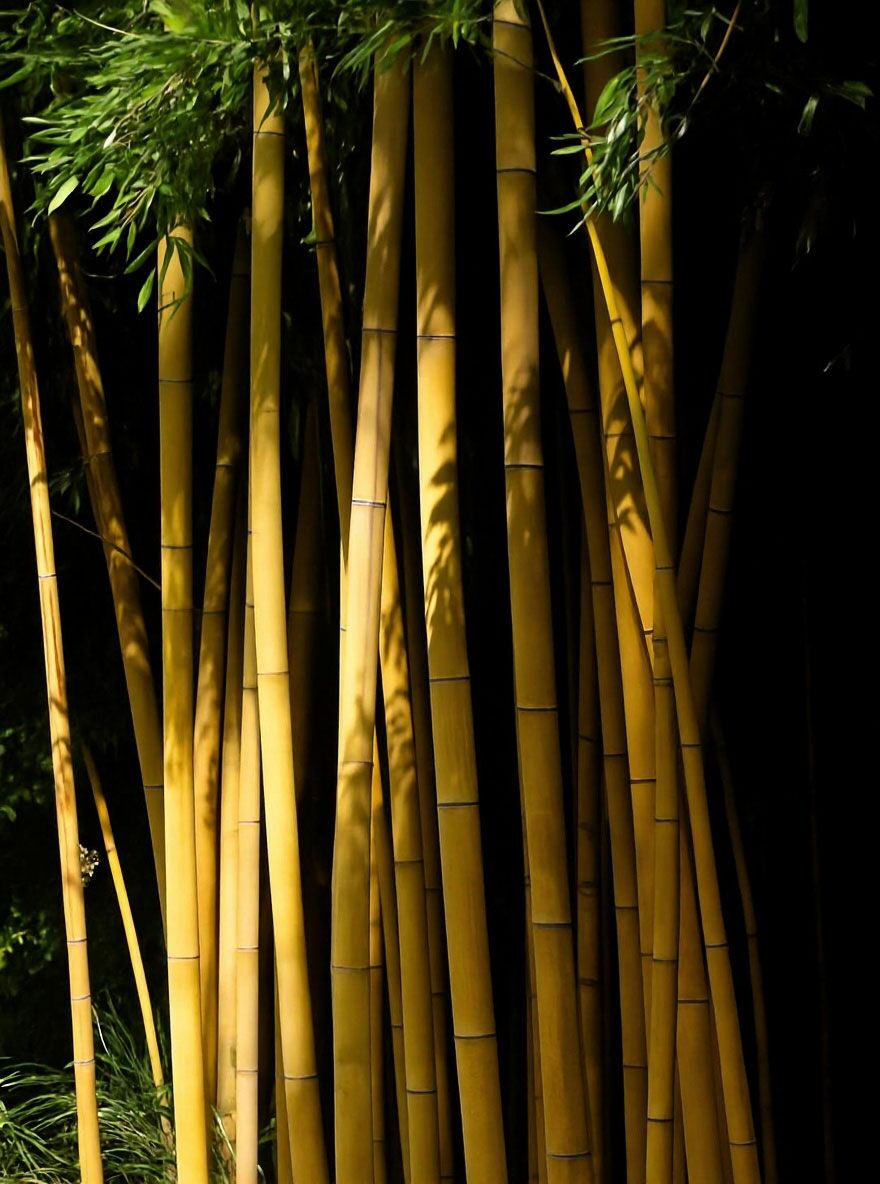 Knoten-Bambus - Phyllostachys aurea - Baumschule NewGarden