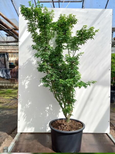 Löwenkopf-Ahorn (Acer palmatum 'Shishigashira' / 'Cristatum') im Topf C35, ca. 150–175 cm, mehrstämmig mit grünem Laub.