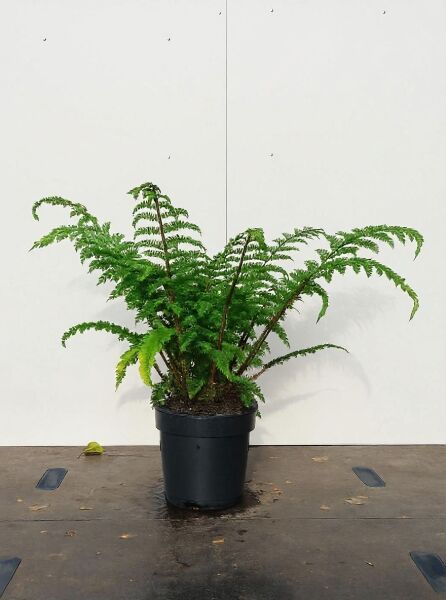Polystichum polyblepharum (Japanischer Glanzschildfarn) C3 im schwarzen Topf mit überhängenden, gefiederten Wedeln