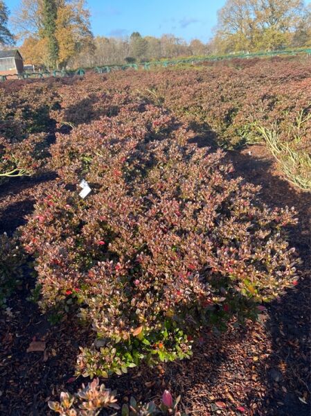 Rhododendron nakaharai 'Drapa', Japanische Azalee 'Drapa', buschiger Strauch mit dichtem, rötlich-grünem Laub (Nr. 1405)