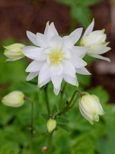 Kurzspornige Akelei 'Clementine White' / Aquilegia vulgaris 'Clementine White'
