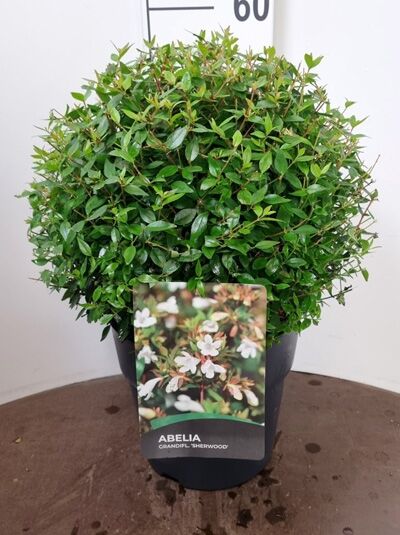 Abelia grandiflora 'Sherwood' – Großblumige Abelie mit grünem, buschigem Laub, Topfpflanze 30-40 cm, C10-Container.