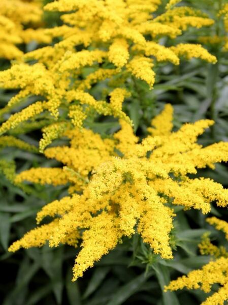 Solidago cultorum 'Strahlenkrone' / Goldrute