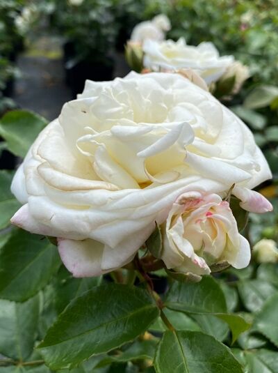 Beetrose Rosa 'Alabaster'® mit cremeweißen, gefüllten Blüten und grünen Blättern am Trieb