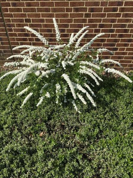 Weiße Rispen-Spiere 'Grefsheim' / Spiraea cinerea 'Grefsheim'