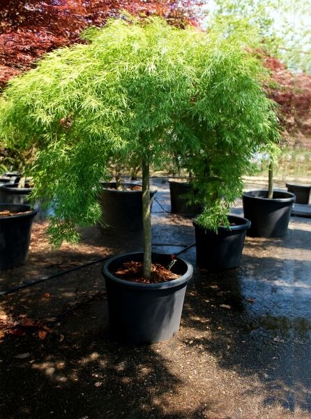 Grüner Schlitz-Ahorn auf Stamm (Acer palmatum 'Dissectum'), 100 cm Stamm, im Pflanztopf mit überhängendem grünem Laub.