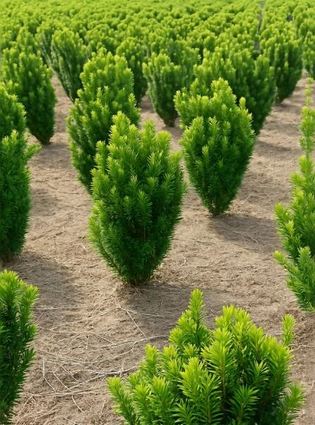 Säulenkopf-Eibe (Cephalotaxus harringtonia 'Fastigiata') 60–80 cm mit Ballen, säulenförmiger, immergrüner Nadelstrauch in Kulturfläche.