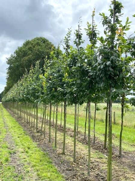 Säulen-Hainbuche 'Lucas' (Carpinus betulus 'Lucas') als Hochstamm, Reihe junger Bäume mit schlankem Stamm und Laubkrone.