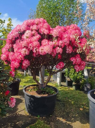 Rhododendron 'Schirmform' H: 160 cm B: 200 cm (546140) / Rhododendron 'Schirmform' H: 160 cm B: 200 cm (546140)