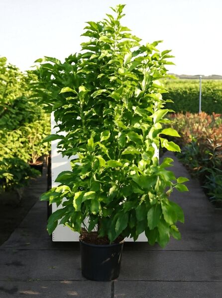 Magnolia liliiflora 'Susan' / Rote Tulpenmagnolie 'Susan' 150-175 cm C20, buschige Pflanze im Container mit grünem Laub