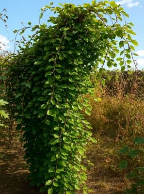 Sntel-Buche - Fagus sylvatica var. suentelensis / Fagus sylvatica  'Tortuosa'
