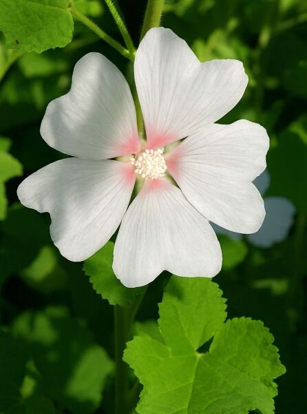 Lavatera olbia 'Frederique' (Busch-Malve 'Frederique') mit weißer Blüte und zart rosa Blütenmitte, nah aufgenommen.