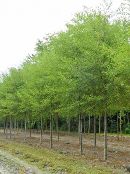 Schlitzblättrige Schwarz-Erle (Alnus glutinosa 'Laciniata') Hochstamm, 20–25 StU, mit Drahtballen, in Reihe gepflanzt.